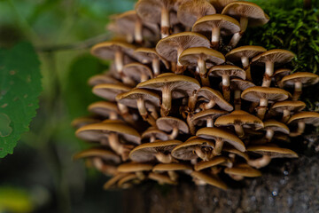 mushrooms on a tree