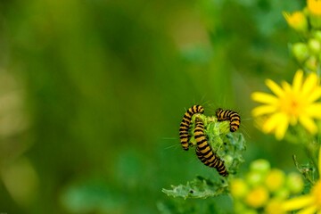 caterpillar on a leaf