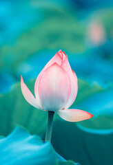 Beauty pink lotus on focus is in middle lotus field