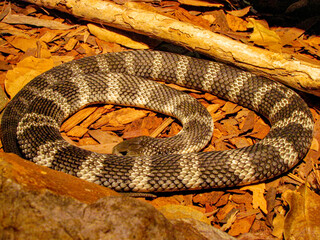 tiger snake