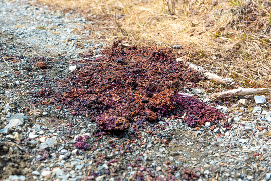 Close up of bear scat, poo, feces of a black bear, grizzly seen in northern Canada with berries seen in the excrement.