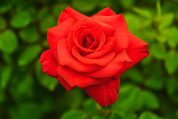 薔薇（ミニバラ）