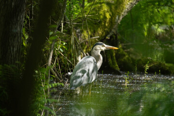 A grey heron sitting in a shadowed swamp in a bird sanctuary pond in Stockholm