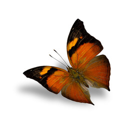 Autumn leaf butterfly, the beautiful flying black and orange butterfly on white background wiith shadow beneath