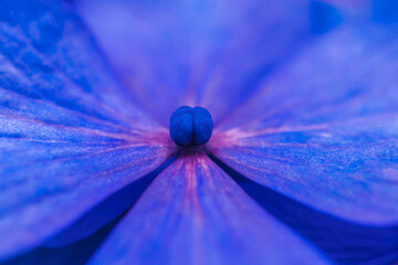 マクロ撮影した紫陽花