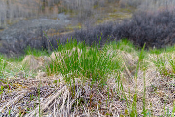 The first signs of spring coming back to northern sub-arctic Canada during May with green grass sprouting up through the dry, dead flora landscape surrounding. 