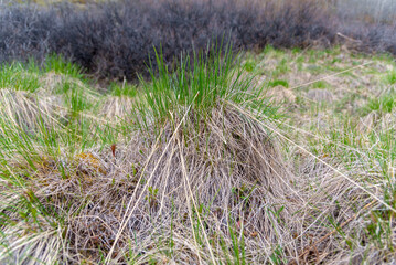 The first signs of spring coming back to northern sub-arctic Canada during May with green grass sprouting up through the dry, dead flora landscape surrounding. 