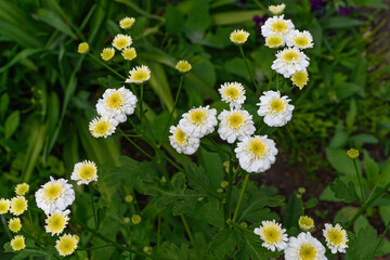 Fototapeta premium White-yellow double flowers in the garden. White balls on a dark background. Summer garden flowers close-up. A variety of chamomile with small flowers. Growing flowers in the garden. 