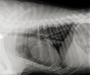Dog chest  thorax x ray