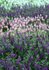 Obraz premium アンゲロニア 花畑