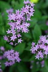 Naklejka premium 星型の花 ペンタス