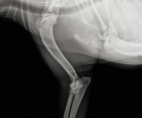 Dog arm x ray Canine humerus radiography