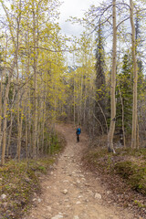Obraz na płótnie Canvas Man walking through the isolated, wilderness boreal forest on Yukon Territory during spring time with blue jacket, black pants in active, outdoor scene in sub-arctic Canada. 