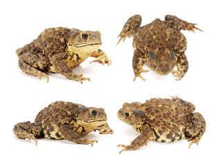 Toad Isolated on White Background