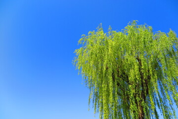 青空と柳の木の風景2 © ken1344