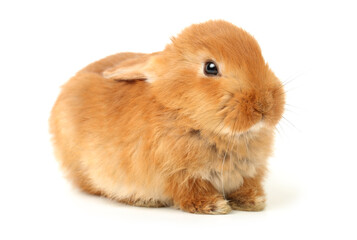 Baby of orange rabbit on white background