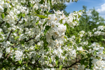 White flowers on an apple tree in spring in the garden