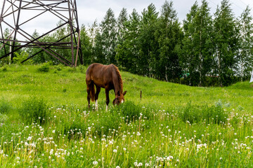 Brown horse walks in the field in summer