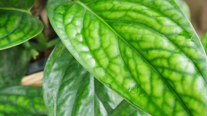 Close up golden pothos in garden.