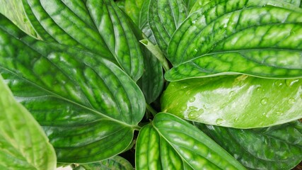 Close up golden pothos in garden.