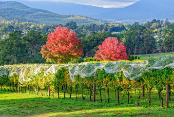 Fototapeta premium Vineyard of Seville Hill Winery in autumn - Seville, Victoria, Australia