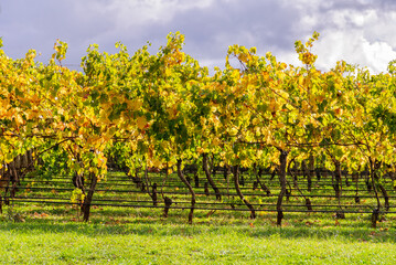 Autumn vineyard under heavy clouds - Seville, Victoria, Australia