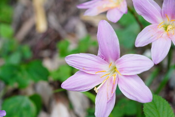 花のクローズアップ
