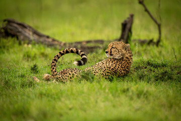 Sleepy cheetah lies curling tail in grass