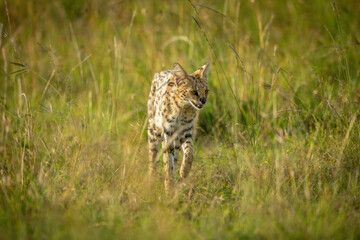Serval walks through long grass lifting paw
