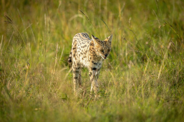 Serval walks through long grass in sunshine