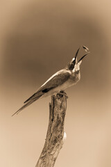 Sepia European bee-eater on stump tosses fly