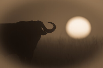 Sepia close-up of buffalo silhouette at sunrise
