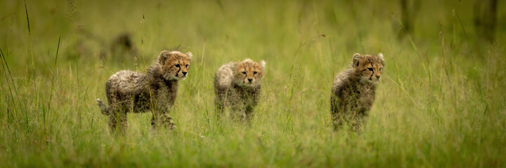 Obraz na płótnie Canvas Panorama of three cheetah cubs crossing grass