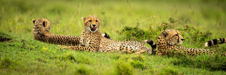 Panorama of three cheetahs lying in savannah