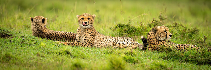 Panorama of three cheetahs lying in grass