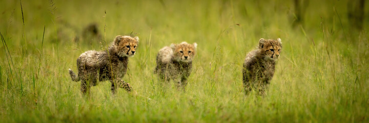 Panorama of three cheetah cubs walking together
