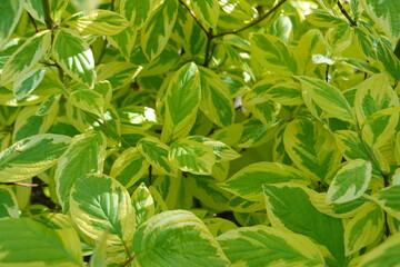 Cornus sericea 'Hedgerows Gold' is an outstanding selection of the redtwig dogwood with bright golden-yellow variegated foliage on deep red stems.