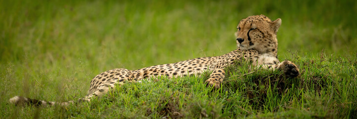 Fototapeta na wymiar Panorama of sleepy cheetah lying on mound