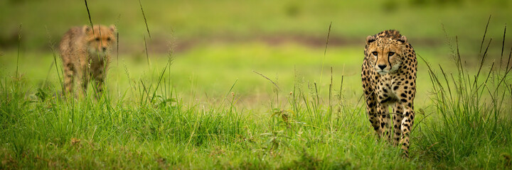 Panorama of cheetah walking ahead of cub