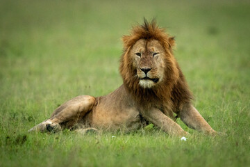 Male lion with damaged eye lying down