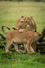 Fototapeta na wymiar Lioness watches lion cub jump on another