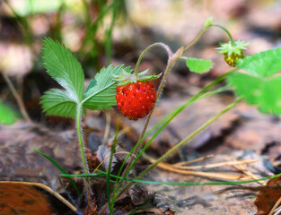 Strawberries on a bush in the forest on a summer sunny day. Bright juicy strawberries in the wild....