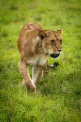 Lioness walks in short grass lifting paw
