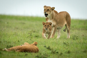 Lioness stands yawning as cub approaches another