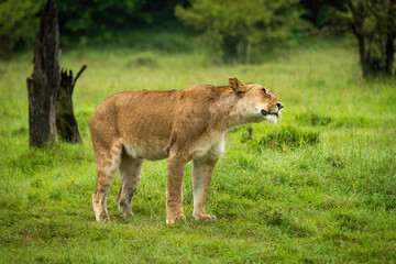 Lioness stands shaking head near tree stump