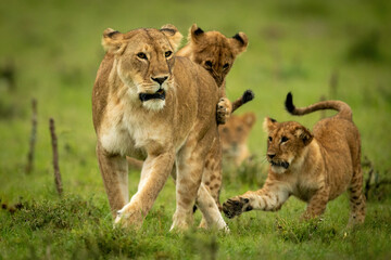 Lioness stands playing with cubs on grass