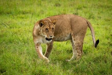 Fototapeta na wymiar Lioness stands raising paw to turn round