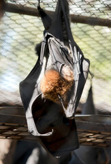the fruit bat is  hanging upside down
