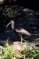this is a side view of a  glossy ibis