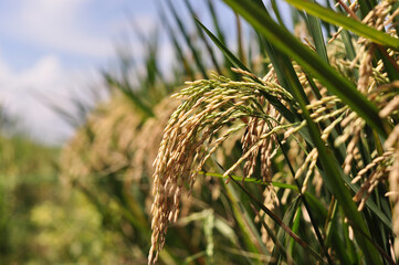 Rice plants that have turned yellow and are ready to be harvested, this rice plant is processed so...